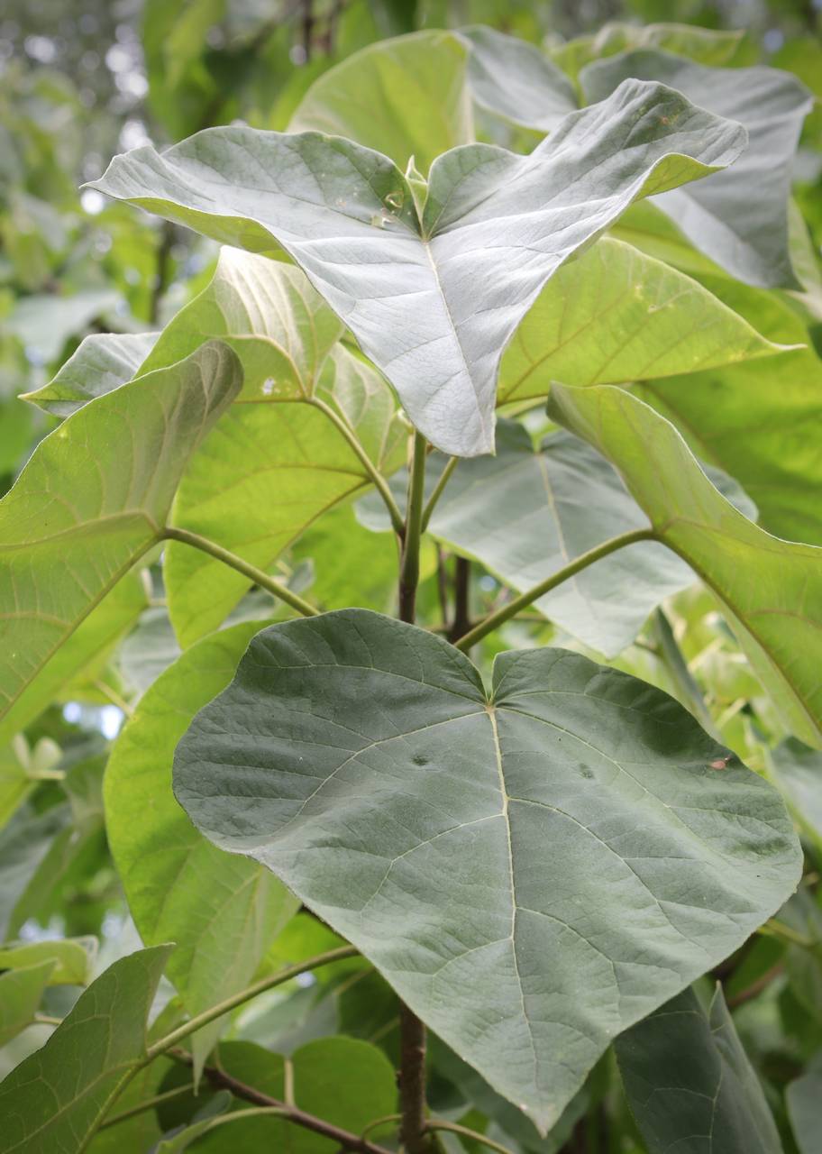 Photo of Princess Tree