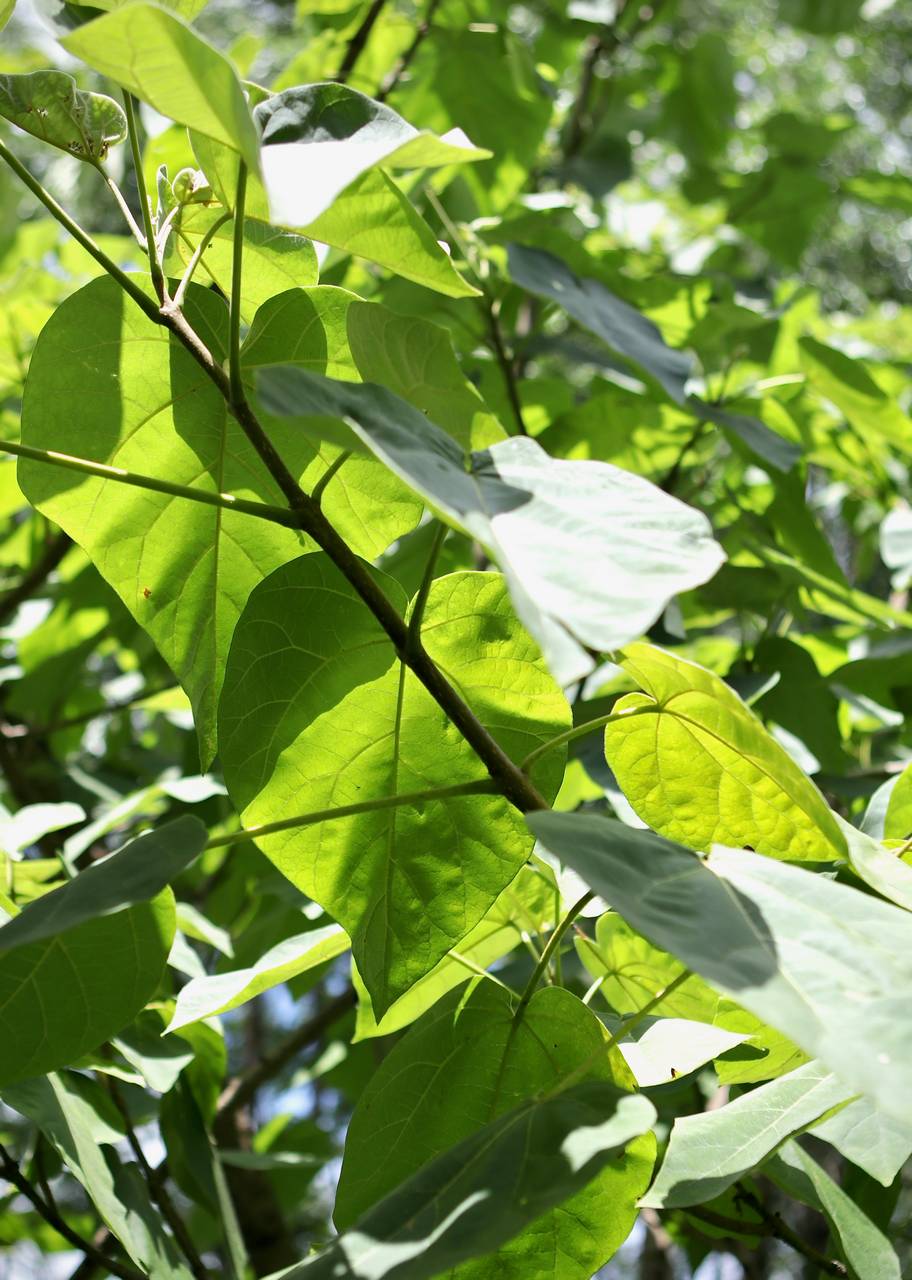 Photo of Princess Tree