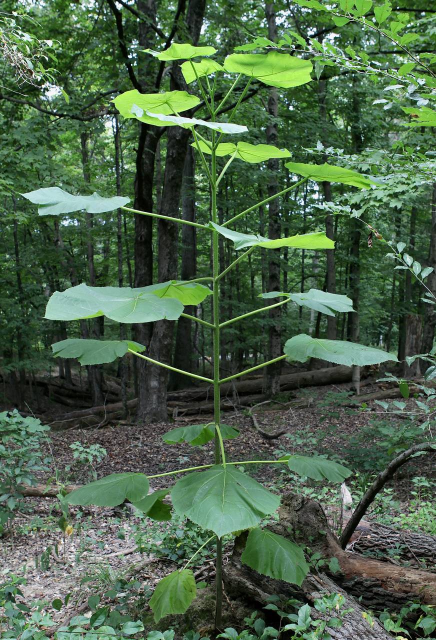 Photo of Princess Tree