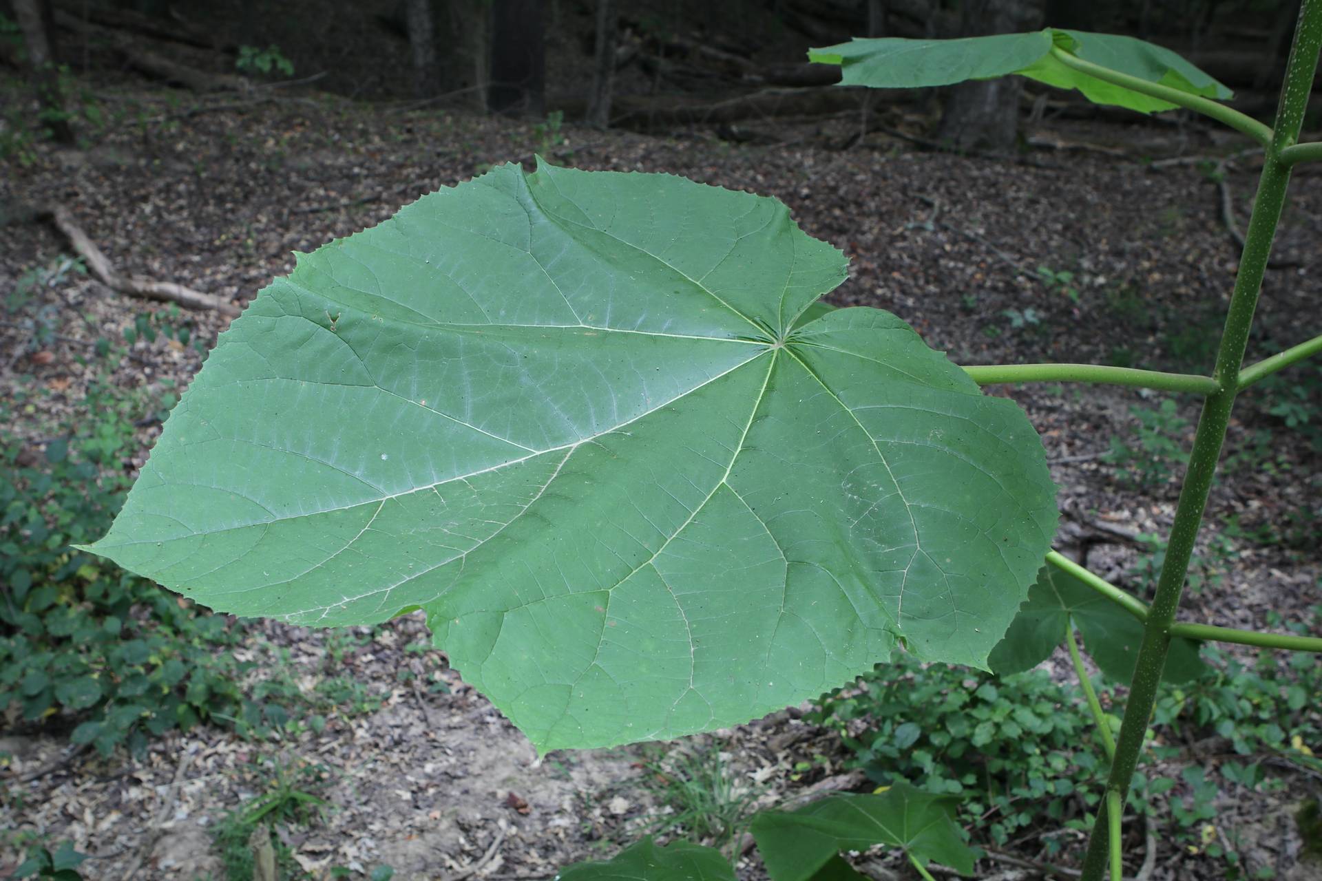 Photo of Princess Tree