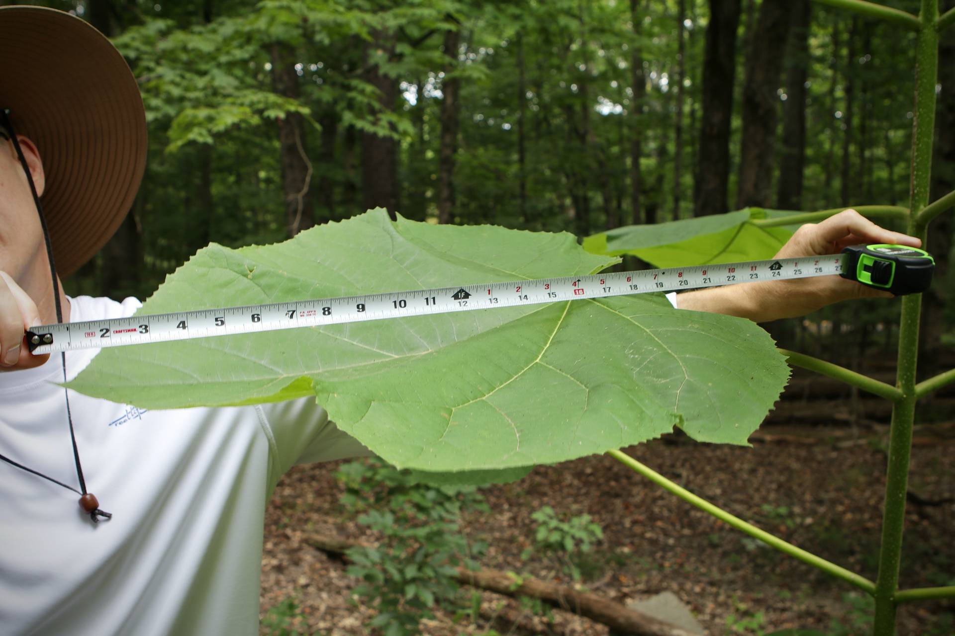 Photo of Princess Tree