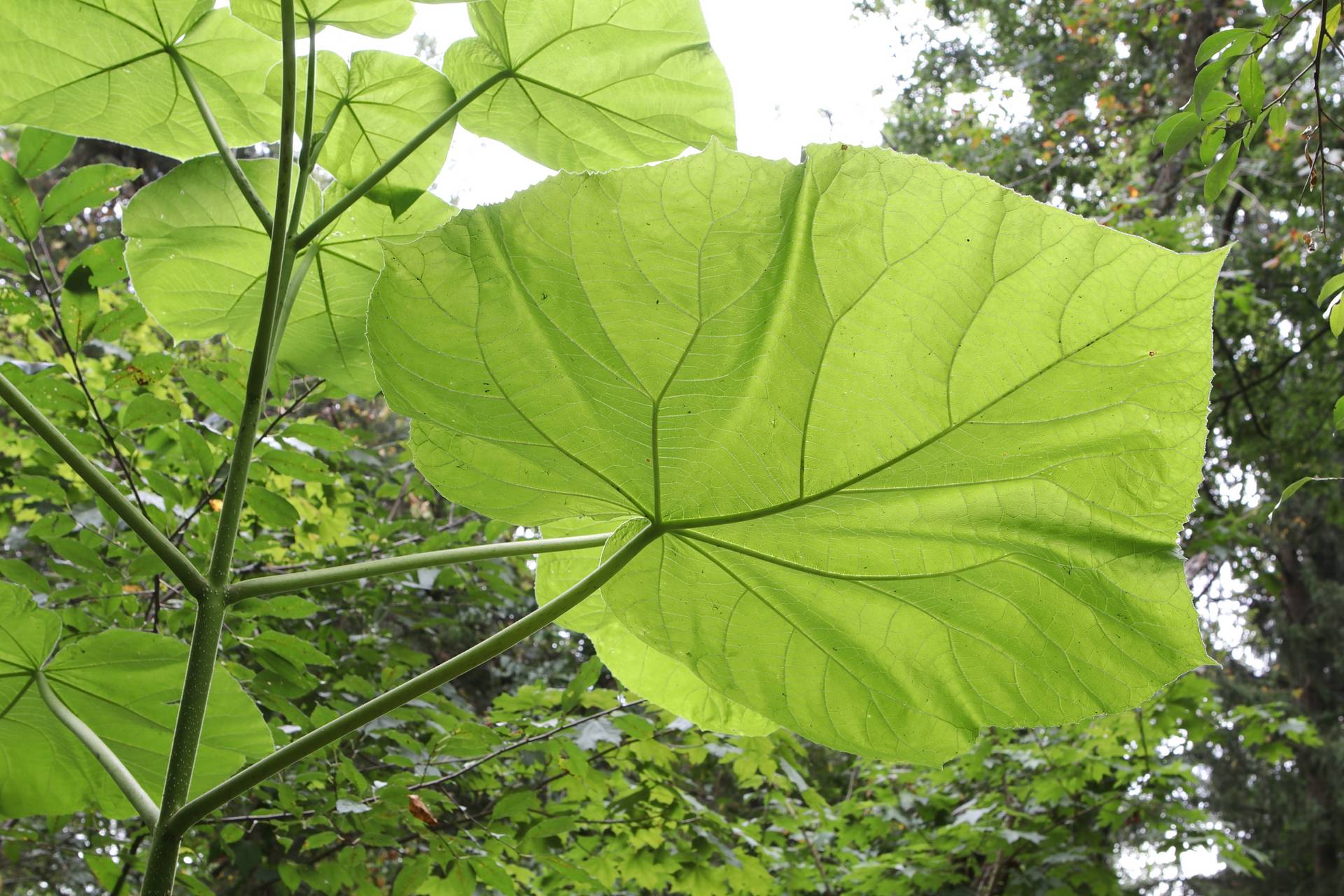 Photo of Princess Tree