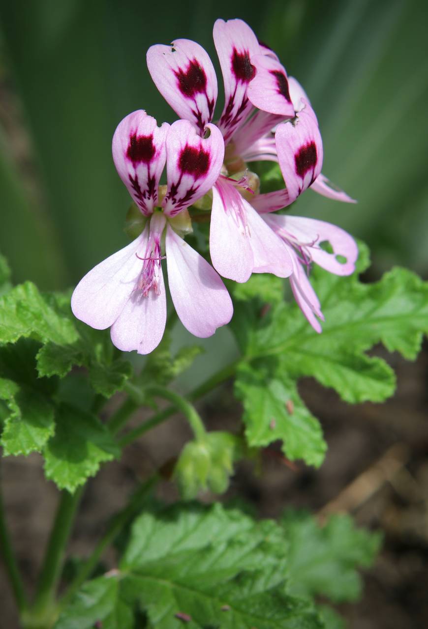 Photo of Citronella Geranium
