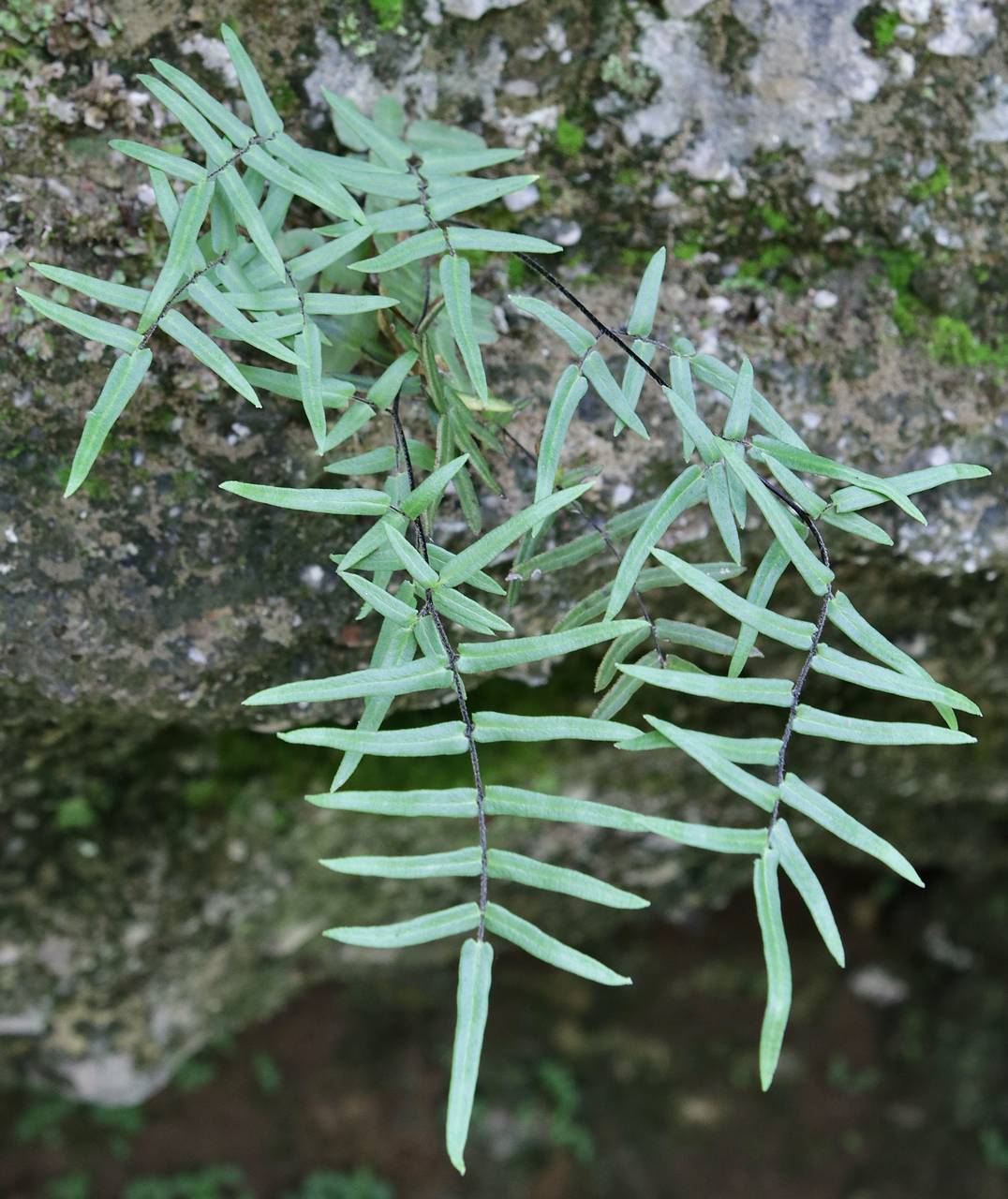 Photo of Purple Cliffbrake