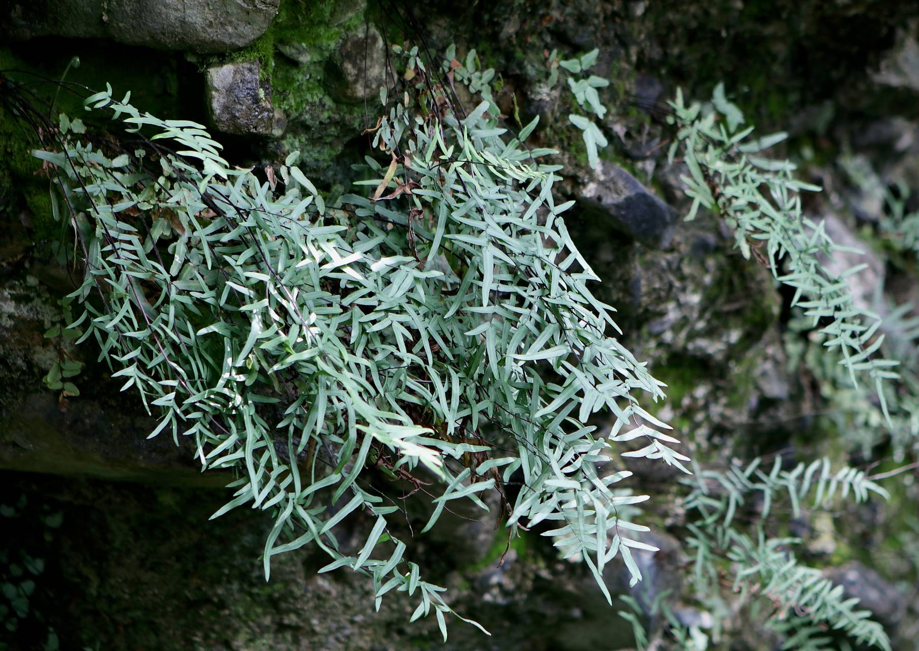 Photo of Purple Cliffbrake