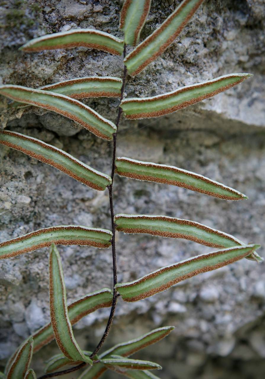 Photo of Purple Cliffbrake