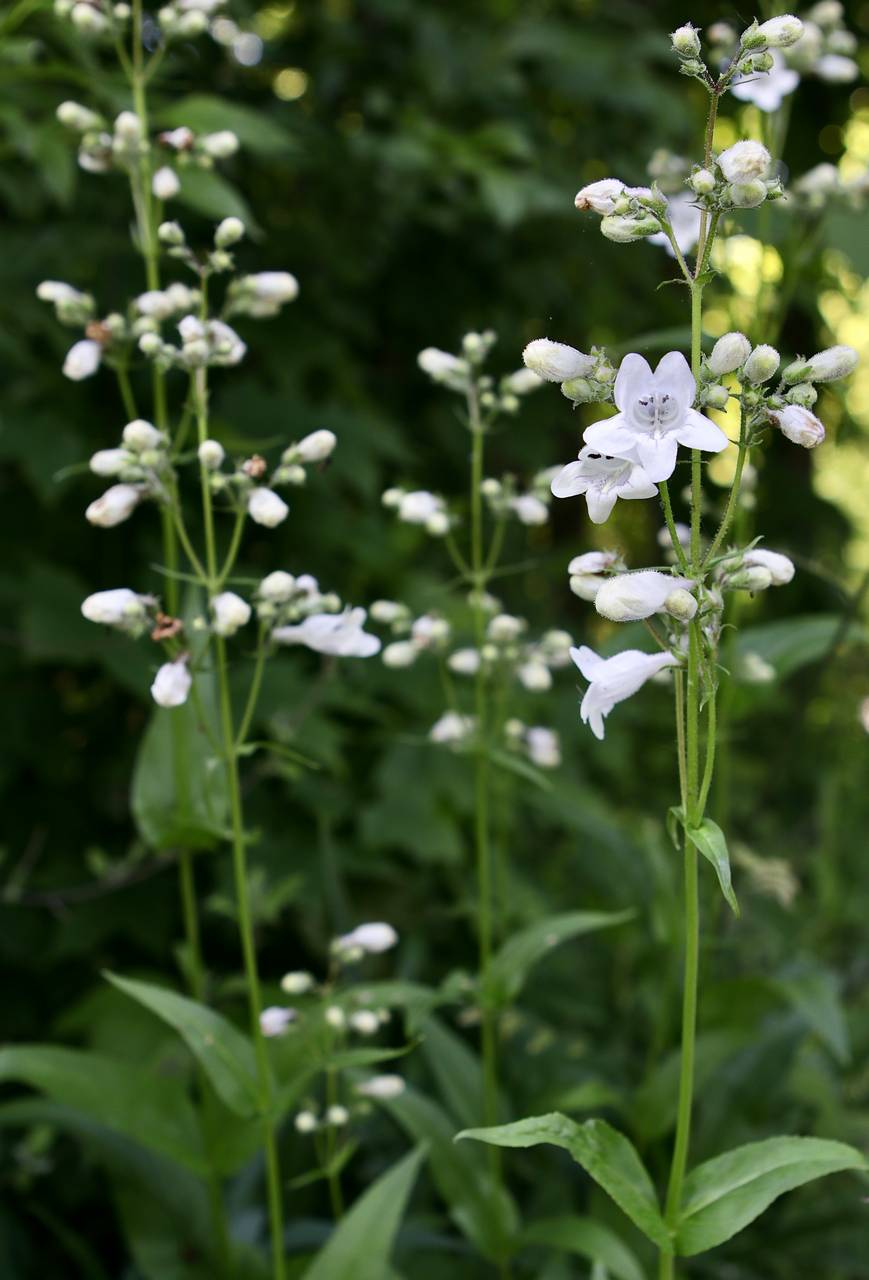 Photo of Foxglove Beardtongue
