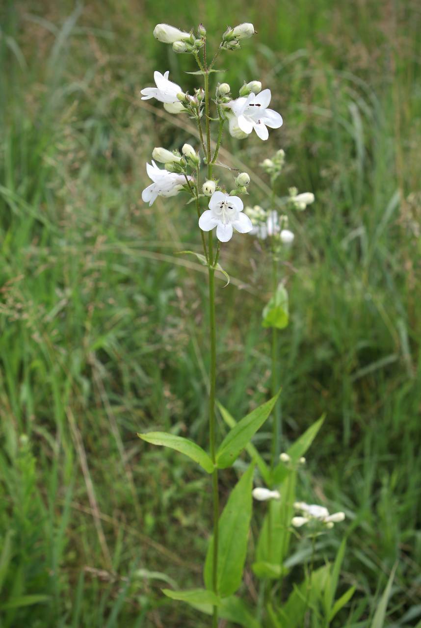 Photo of Foxglove Beardtongue