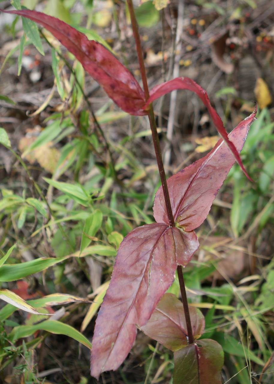 Photo of Foxglove Beardtongue