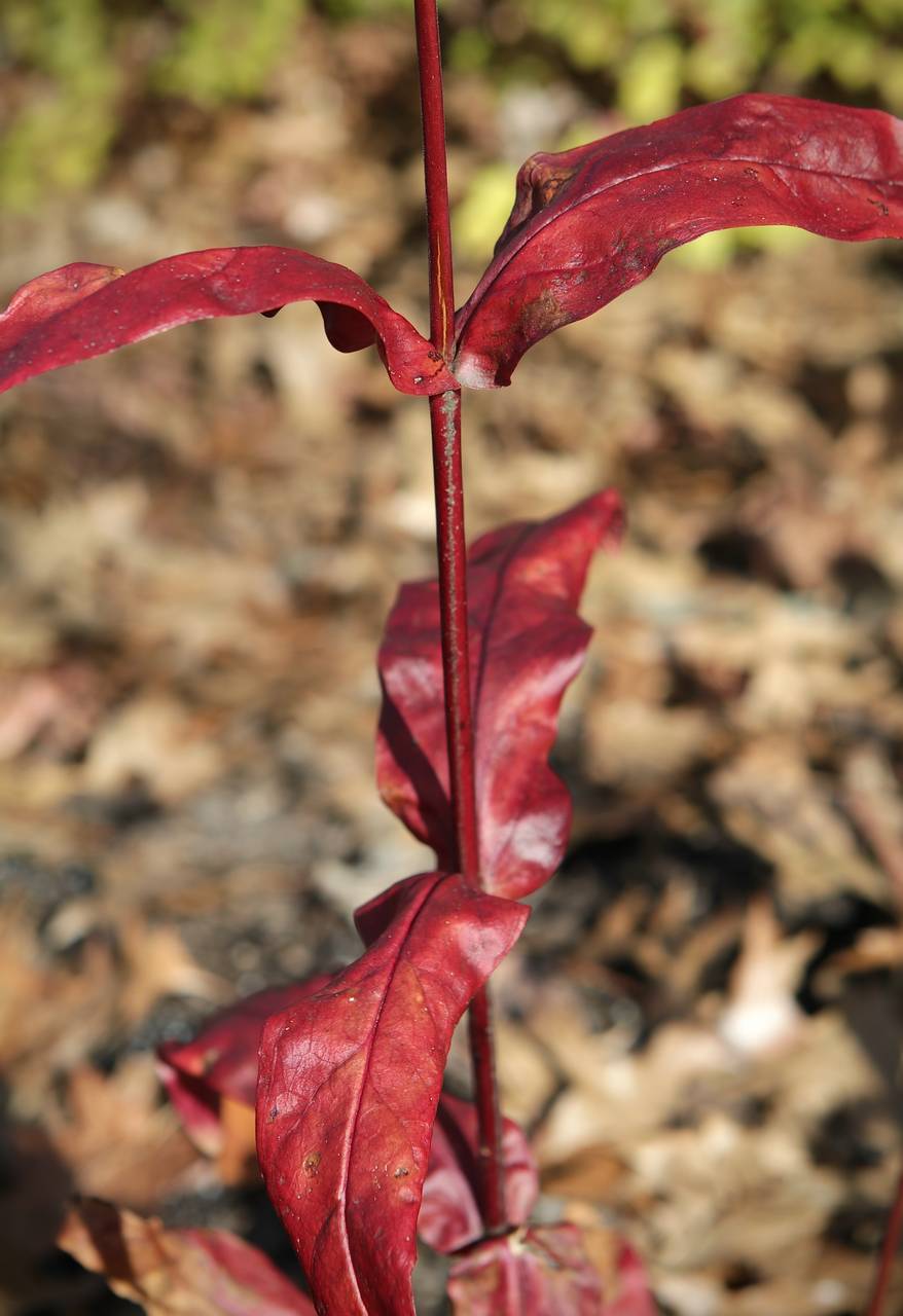 Photo of Foxglove Beardtongue