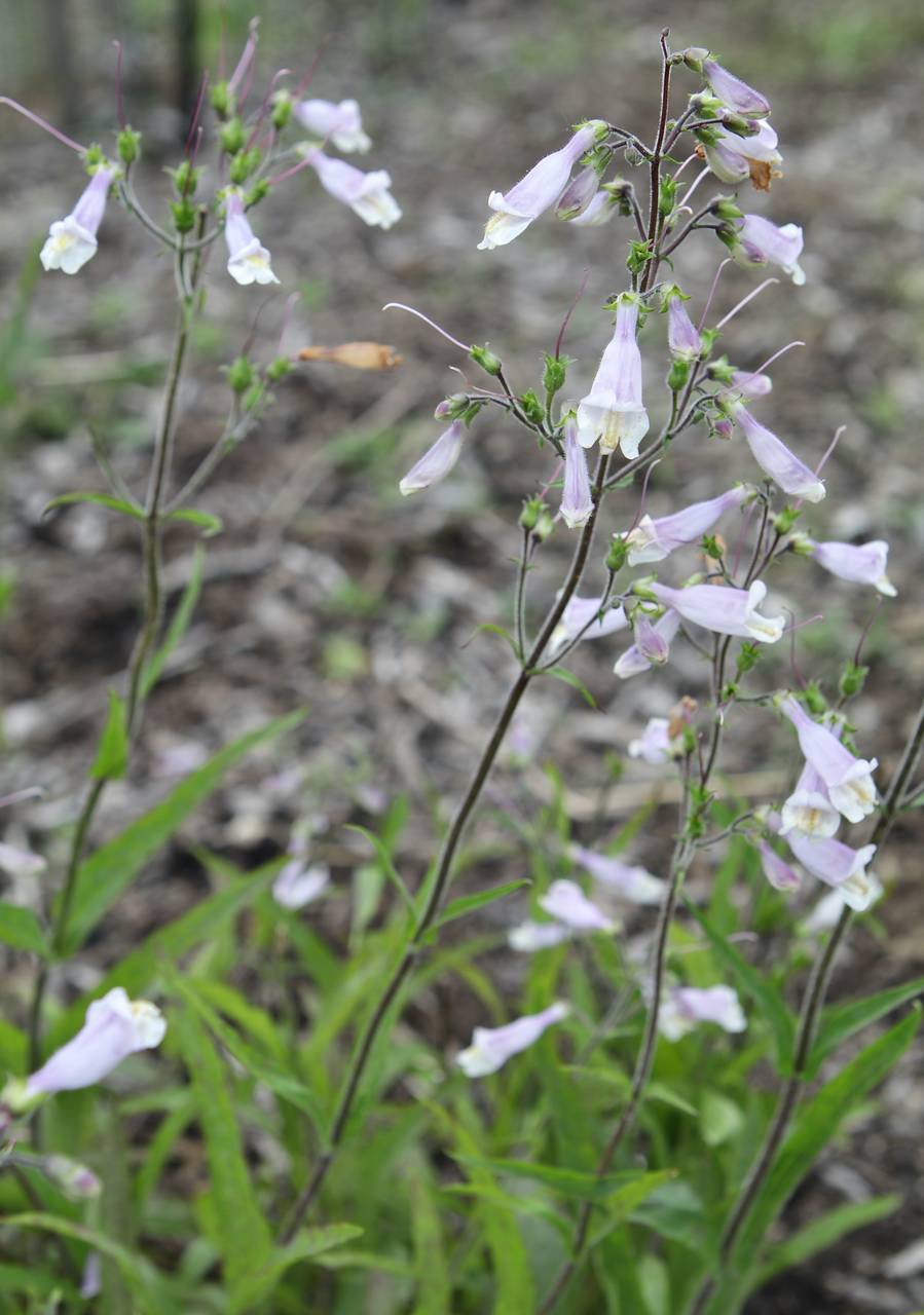 Photo of Hairy Beardtongue