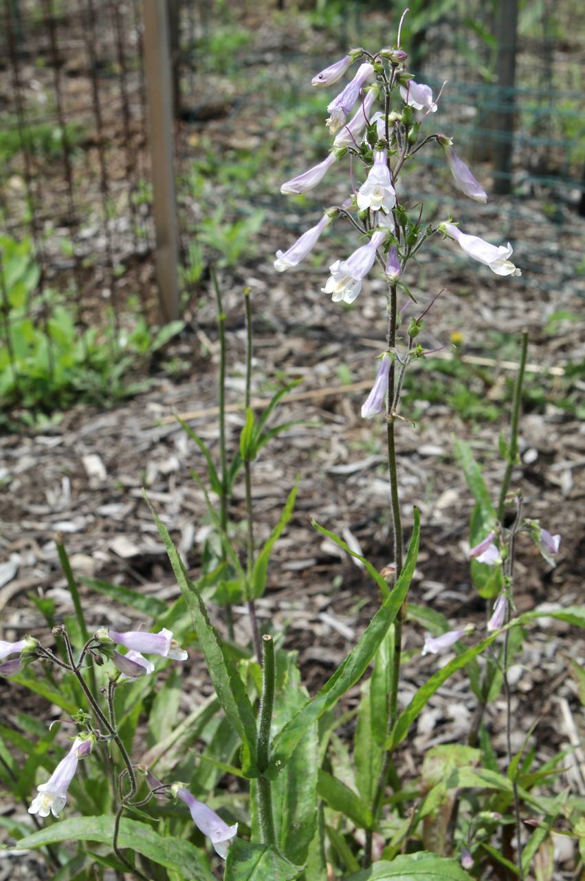 Photo of Hairy Beardtongue