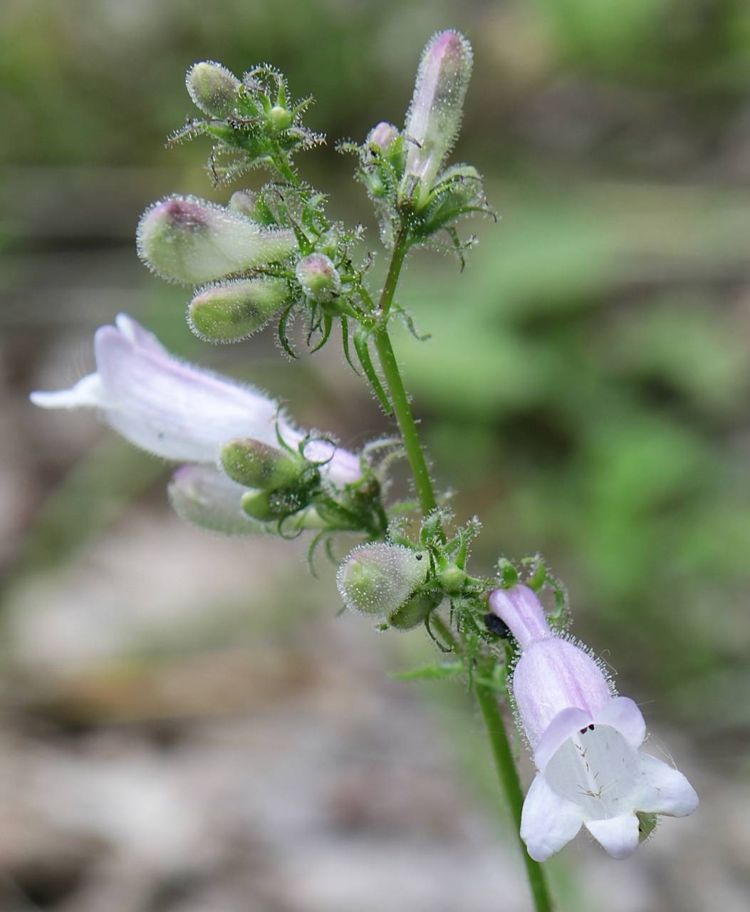 Photo of Smooth Beardtongue