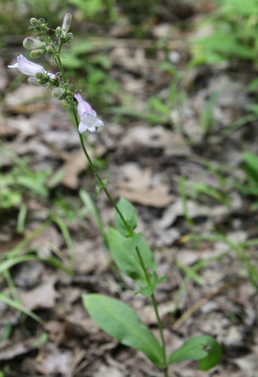 Photo of Smooth Beardtongue