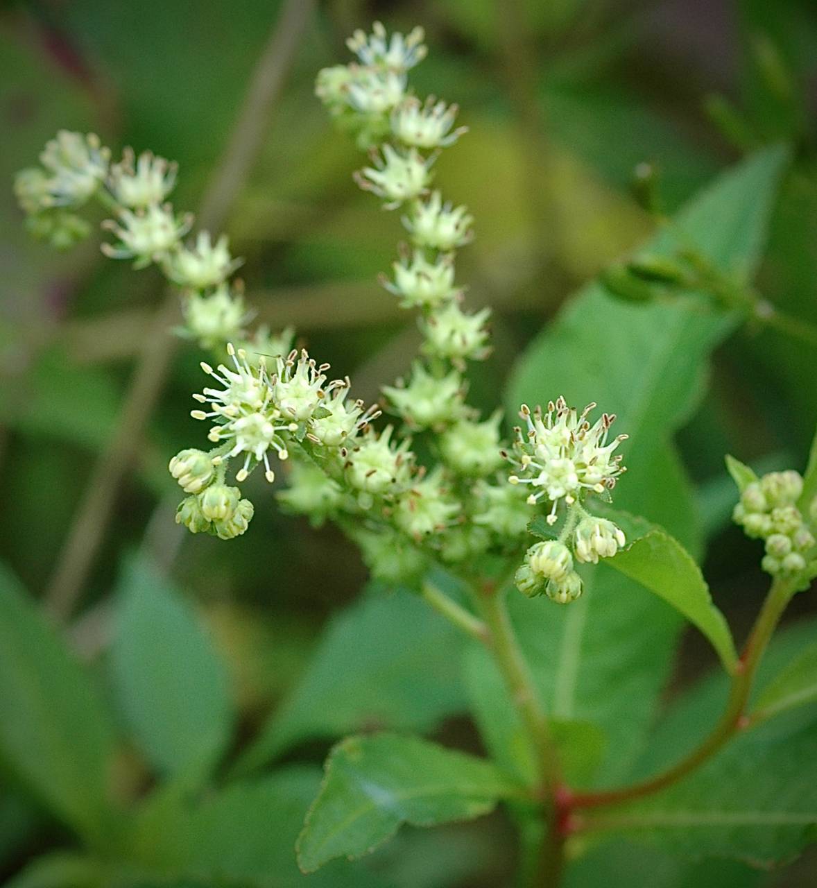 Photo of Ditch Stonecrop