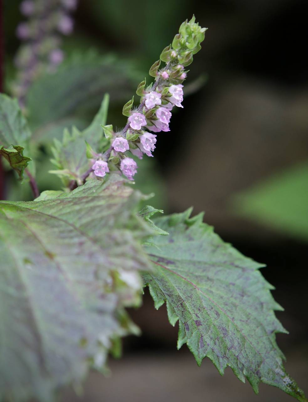 Photo of Beefsteak Plant