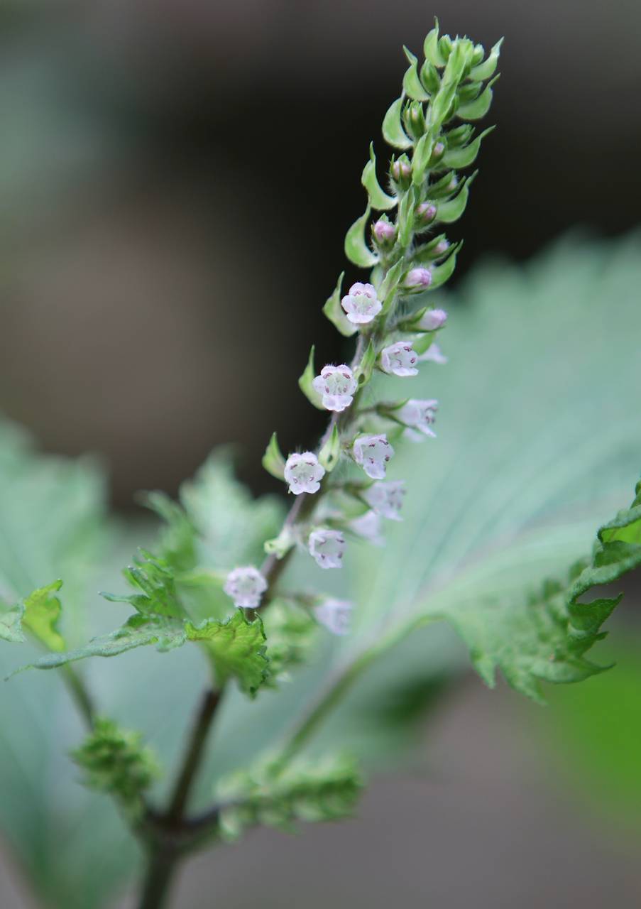Photo of Beefsteak Plant