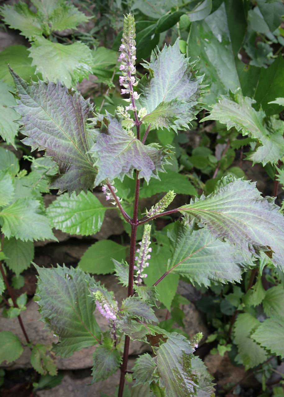 Photo of Beefsteak Plant