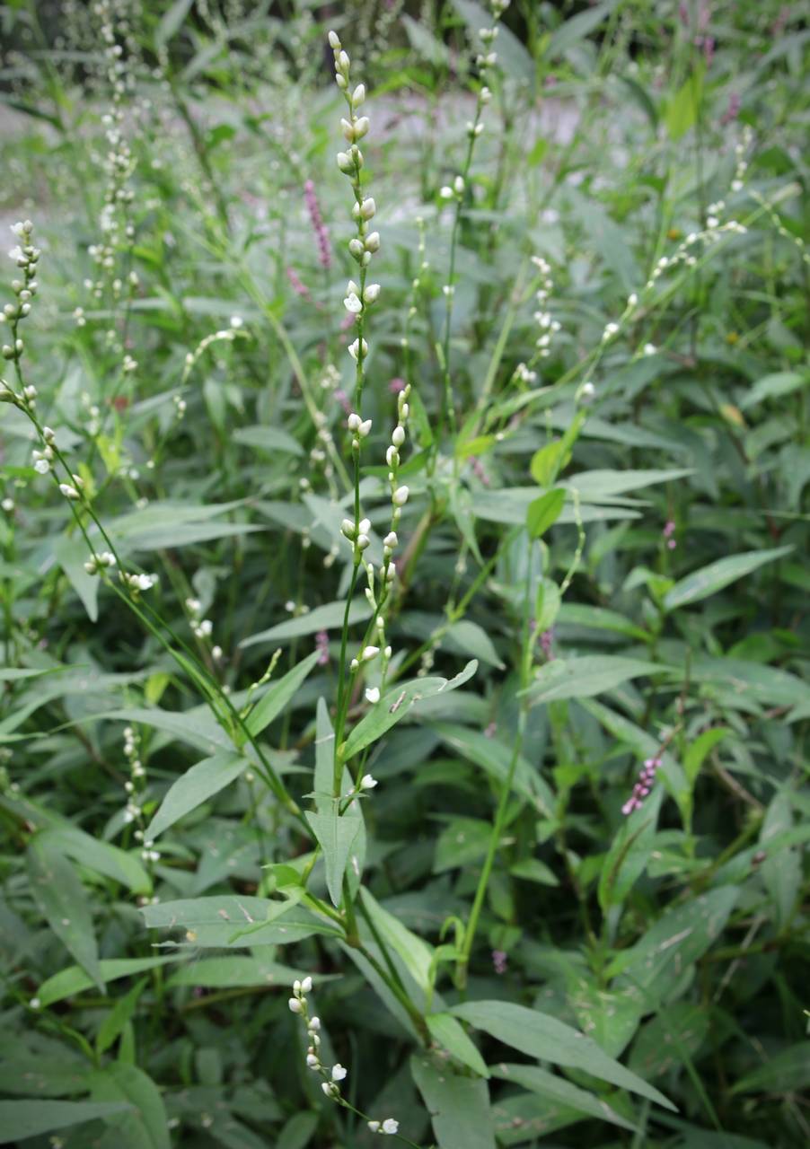 Photo of Mild Waterpepper