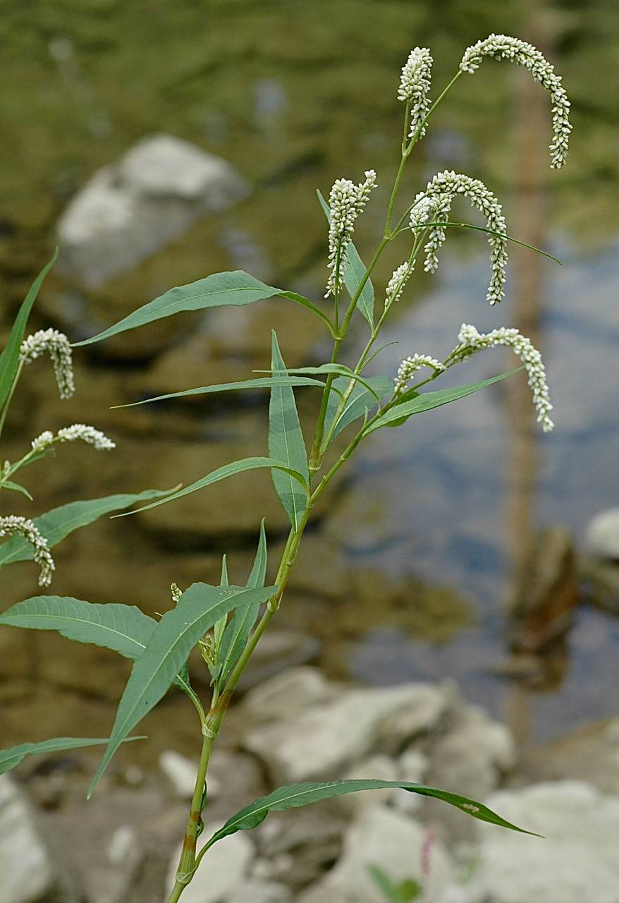 Photo of Pale Smartweed