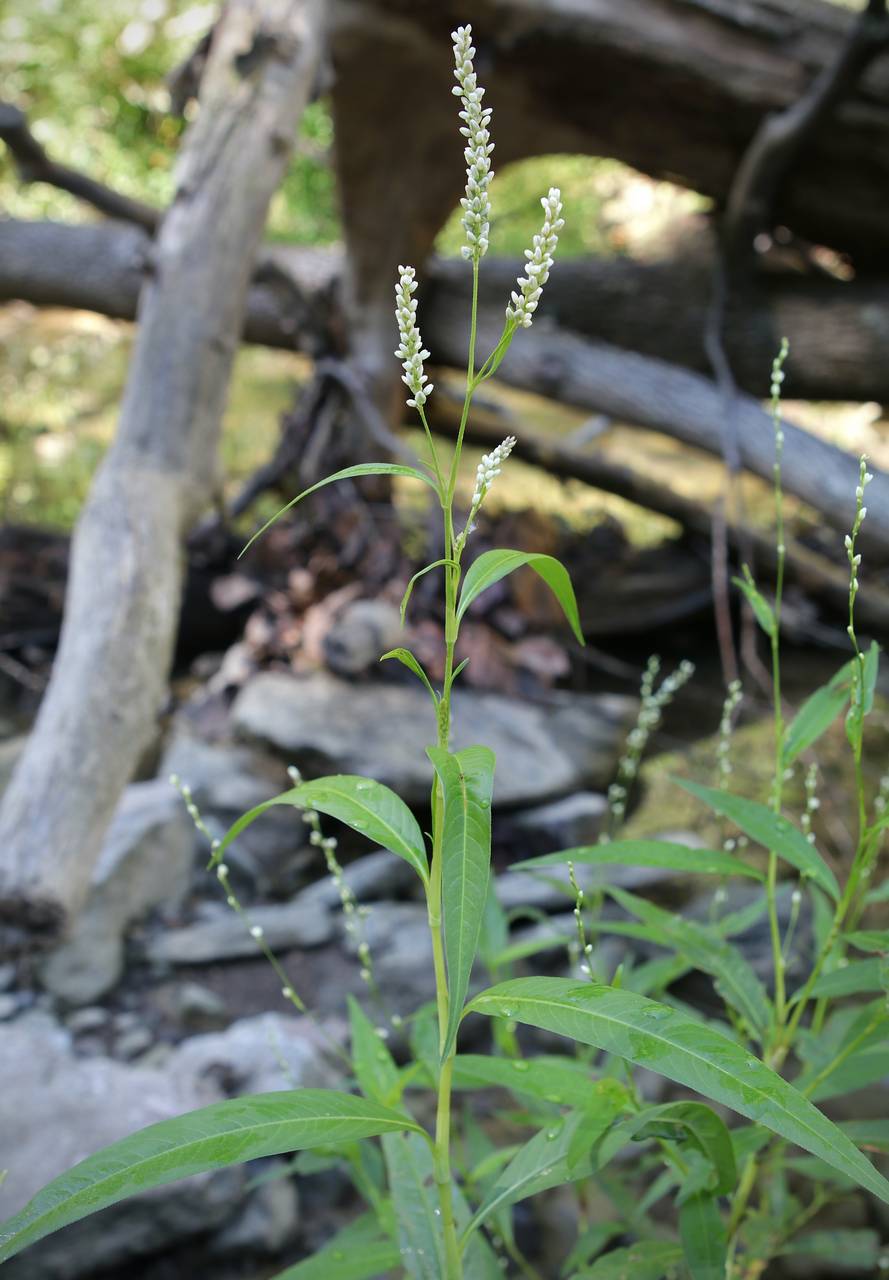Photo of Pale Smartweed