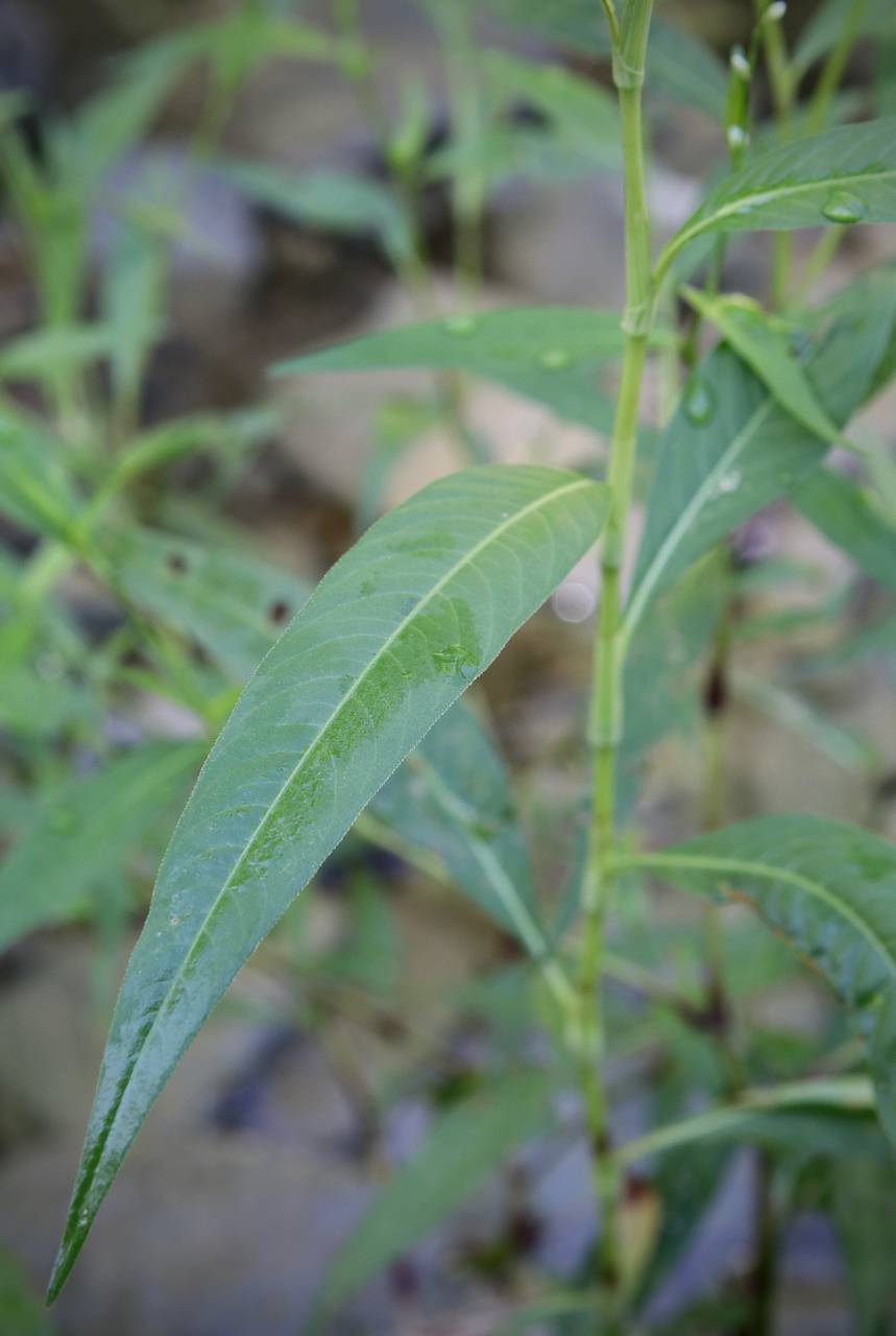 Photo of Pale Smartweed