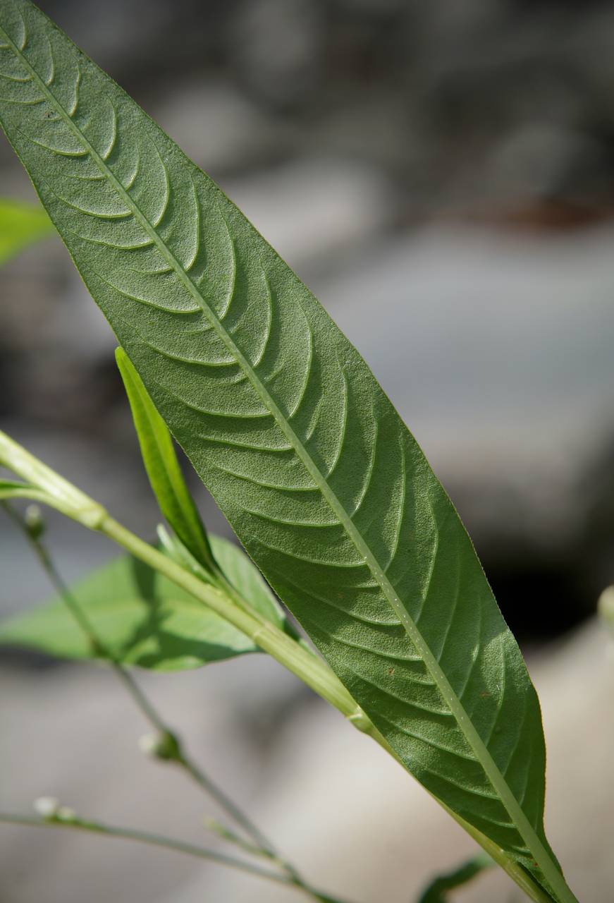 Photo of Pale Smartweed