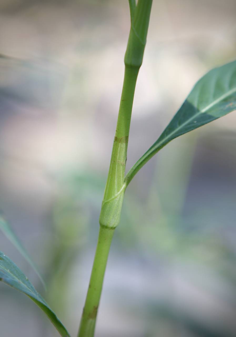 Photo of Pale Smartweed