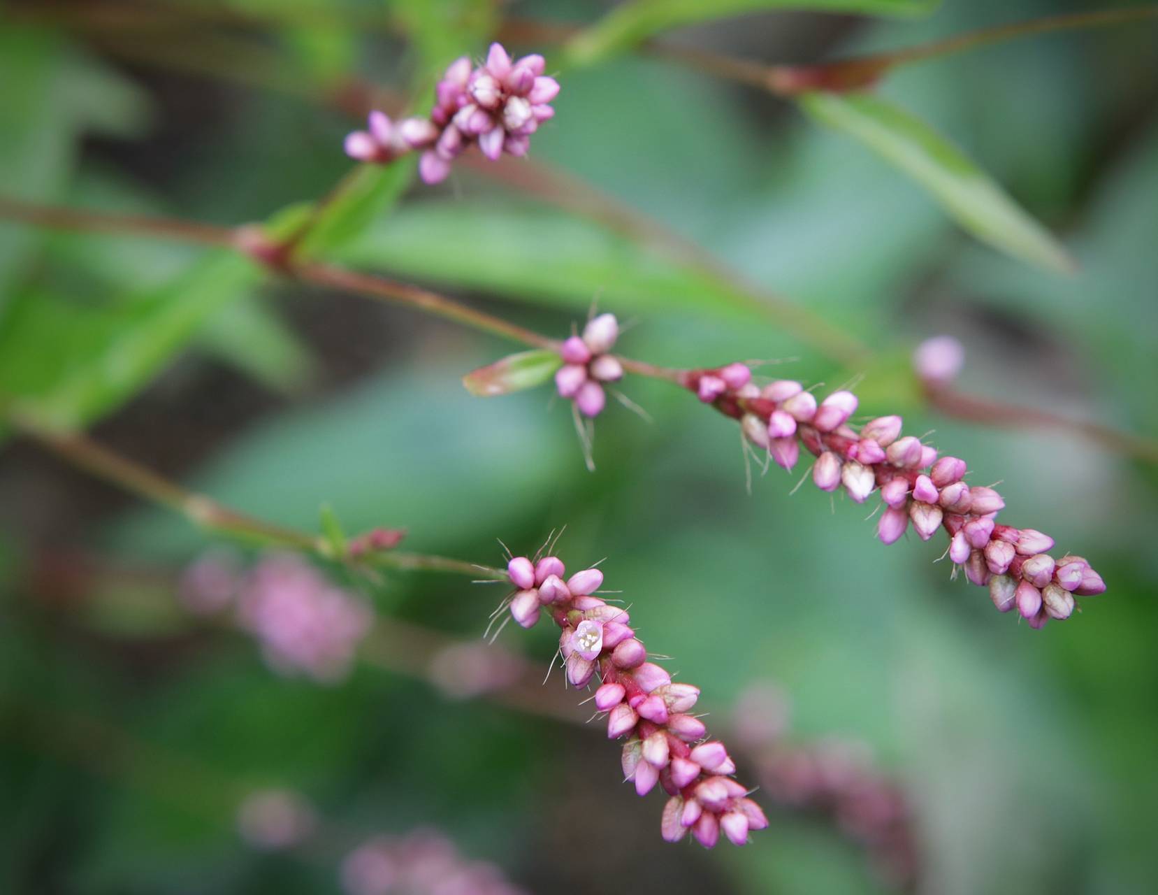 Photo of Oriental Lady's Thumb
