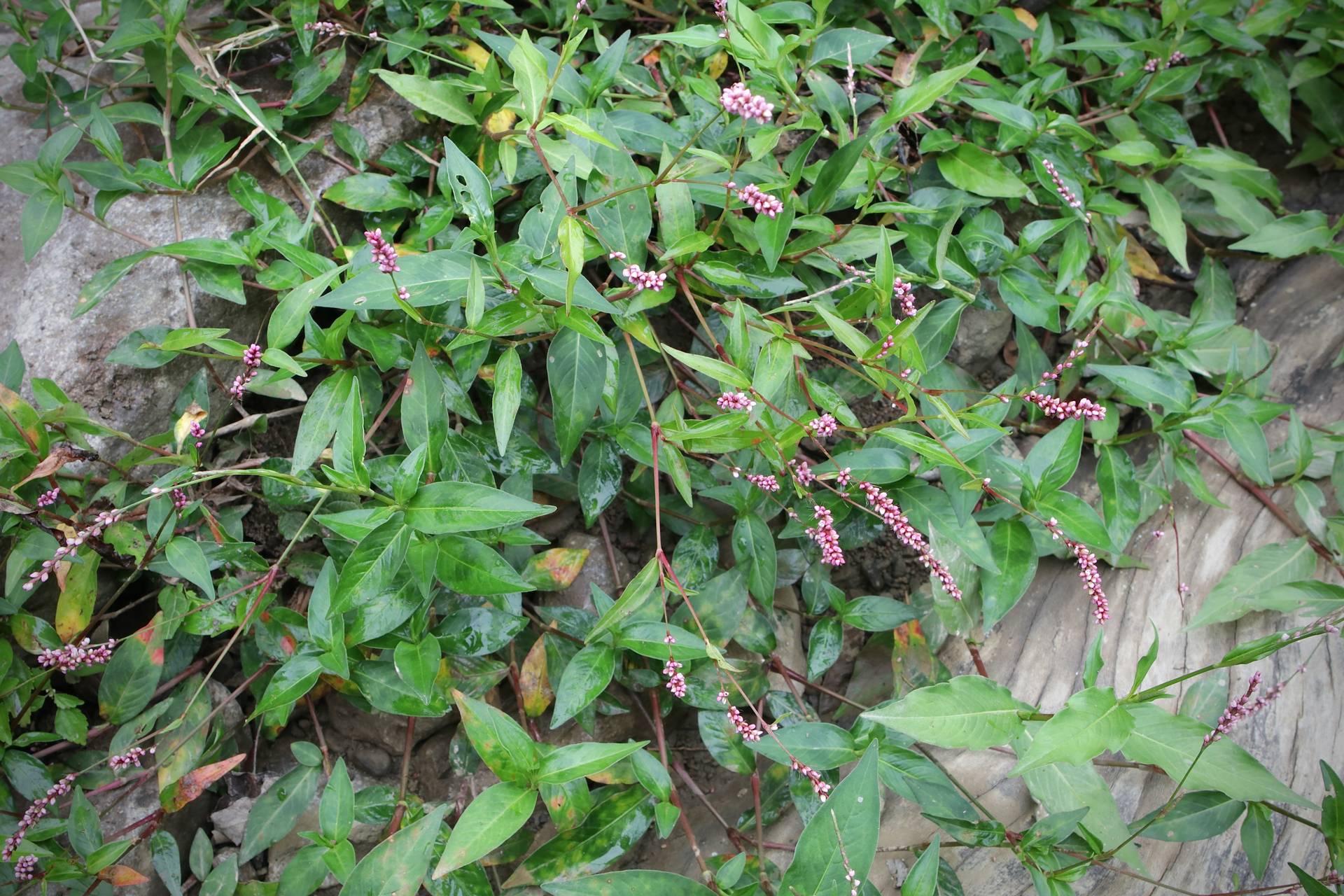 Photo of Oriental Lady's Thumb