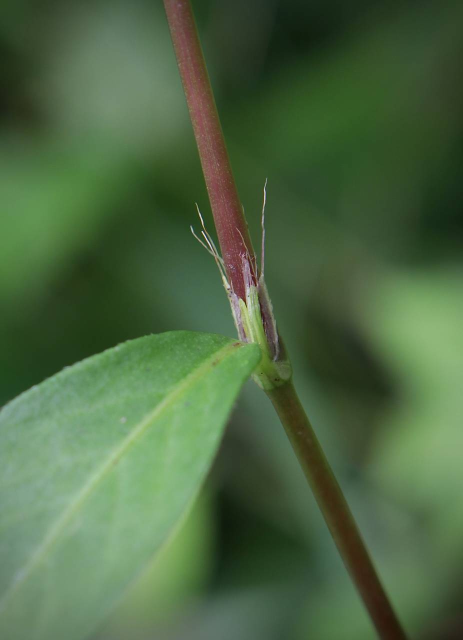 Photo of Oriental Lady's Thumb