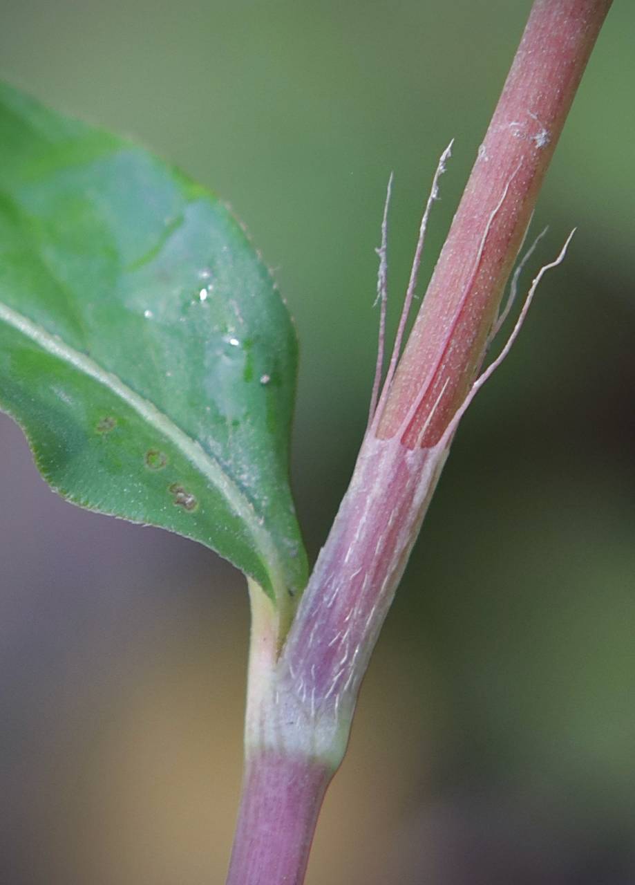 Photo of Oriental Lady's Thumb