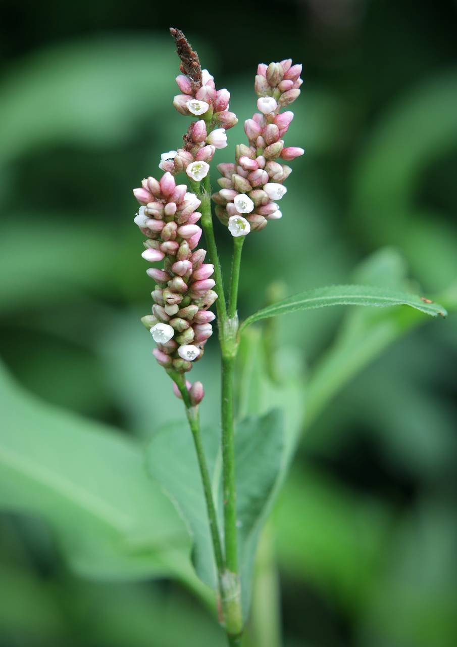 Photo of Lady's Thumb