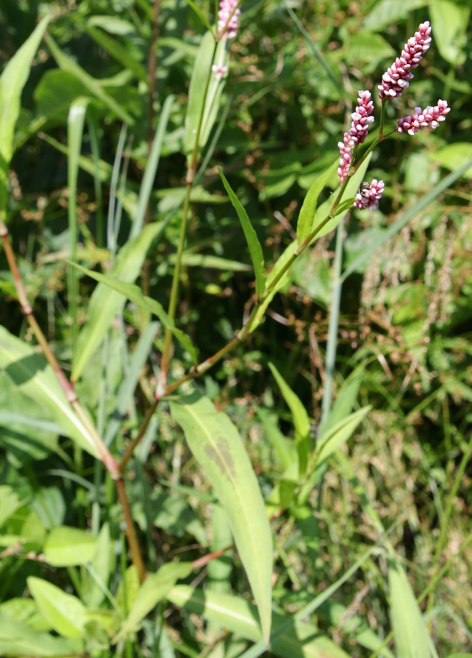 Photo of Lady's Thumb