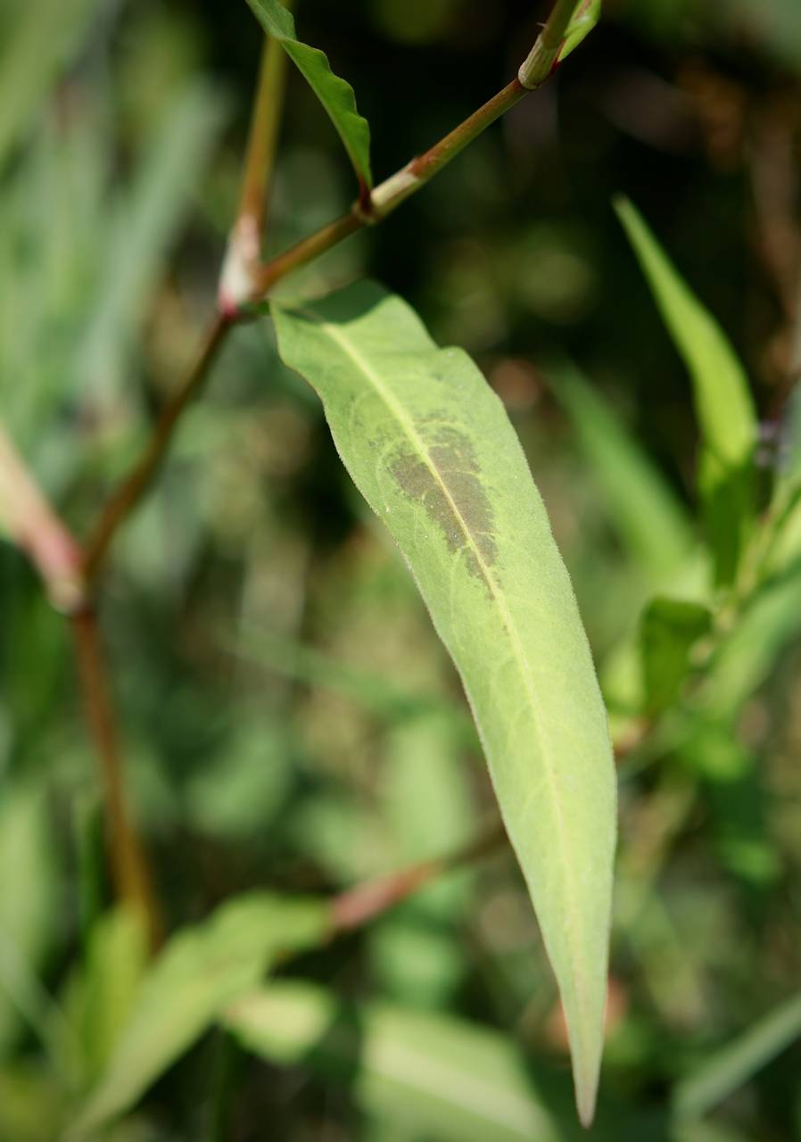 Photo of Lady's Thumb
