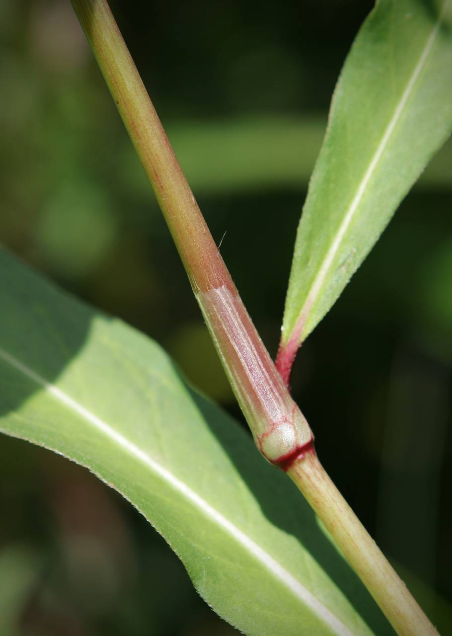Photo of Lady's Thumb