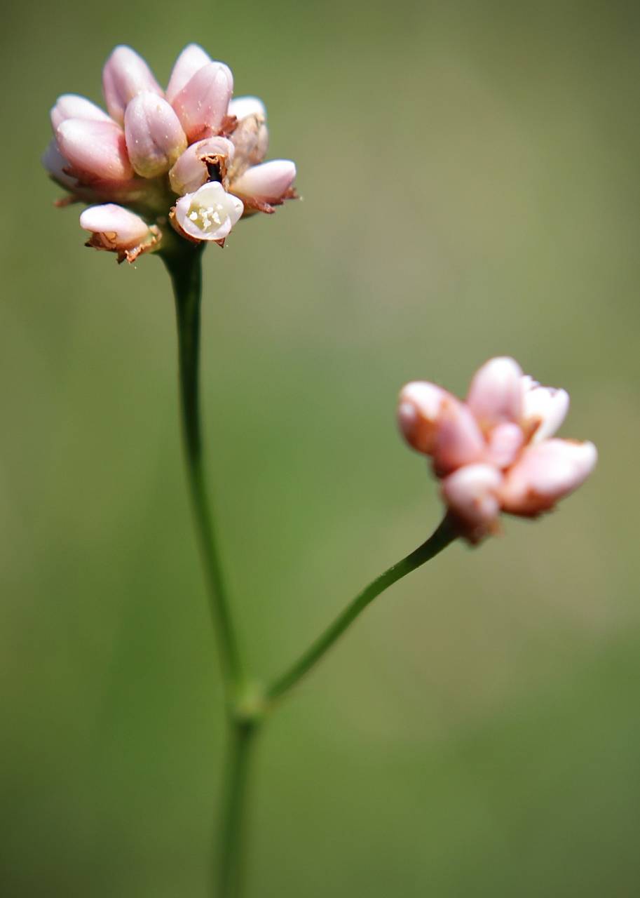 Photo of Arrowleaf Tearthumb