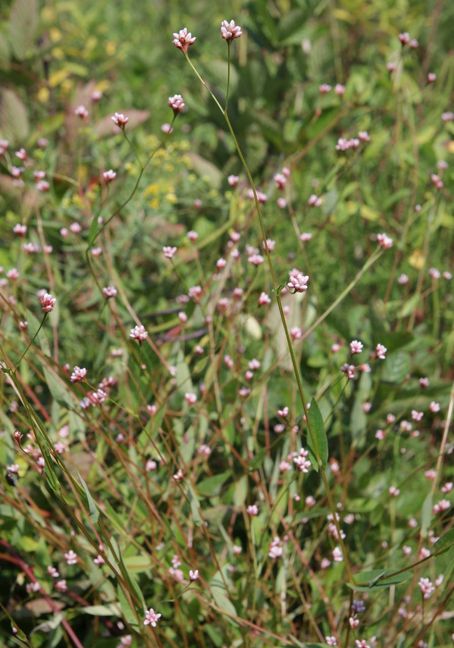 Photo of Arrowleaf Tearthumb