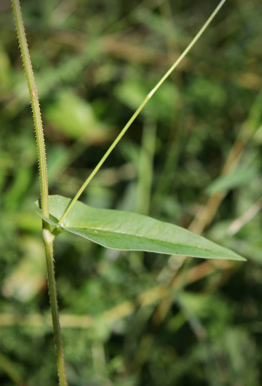 Photo of Arrowleaf Tearthumb