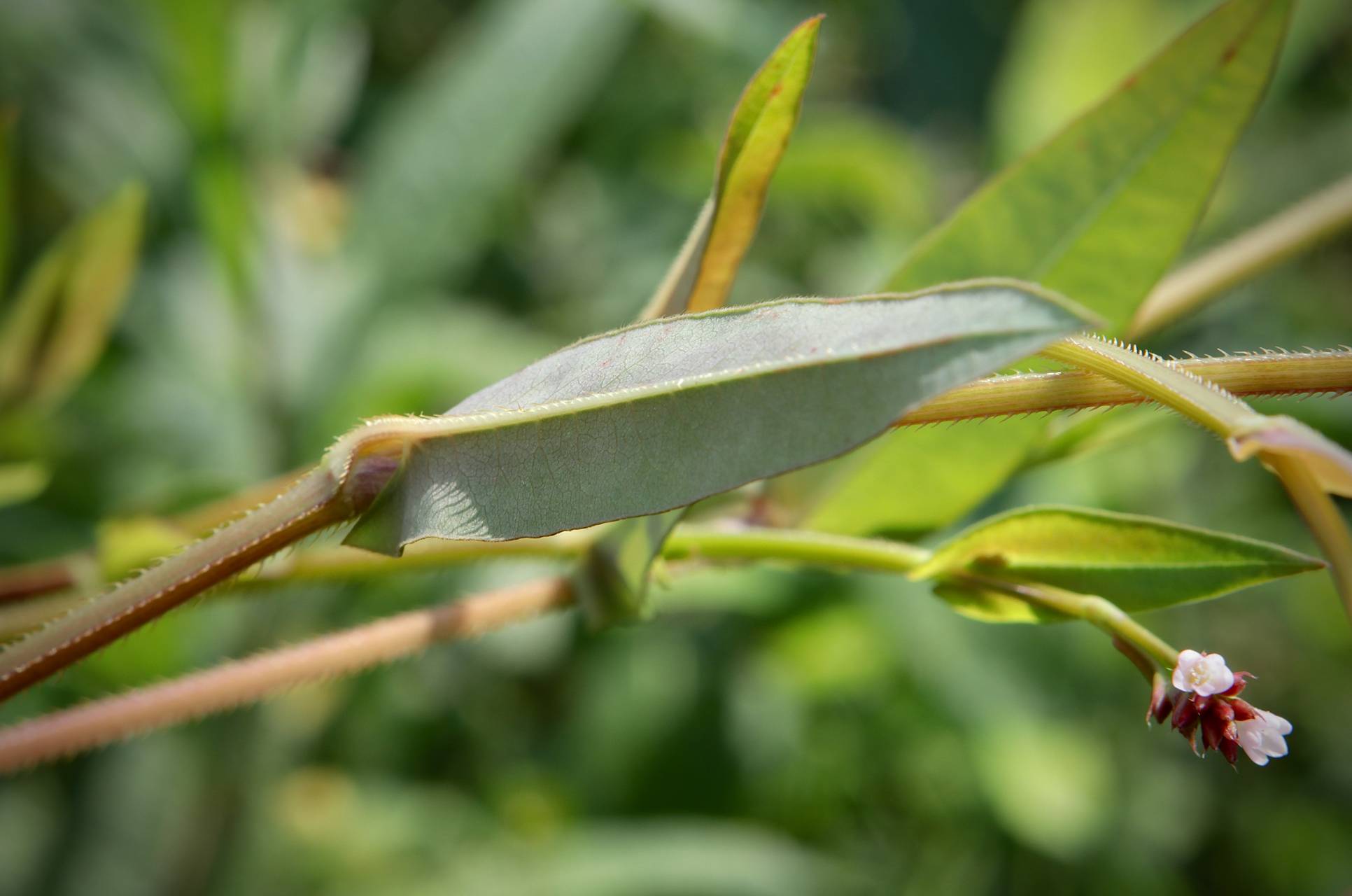 Photo of Arrowleaf Tearthumb