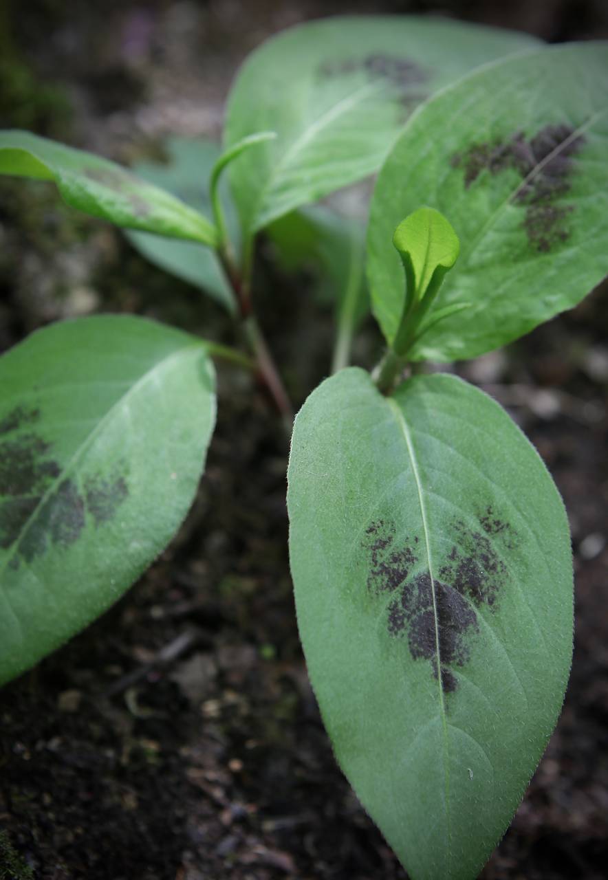 Photo of Virginia Knotweed