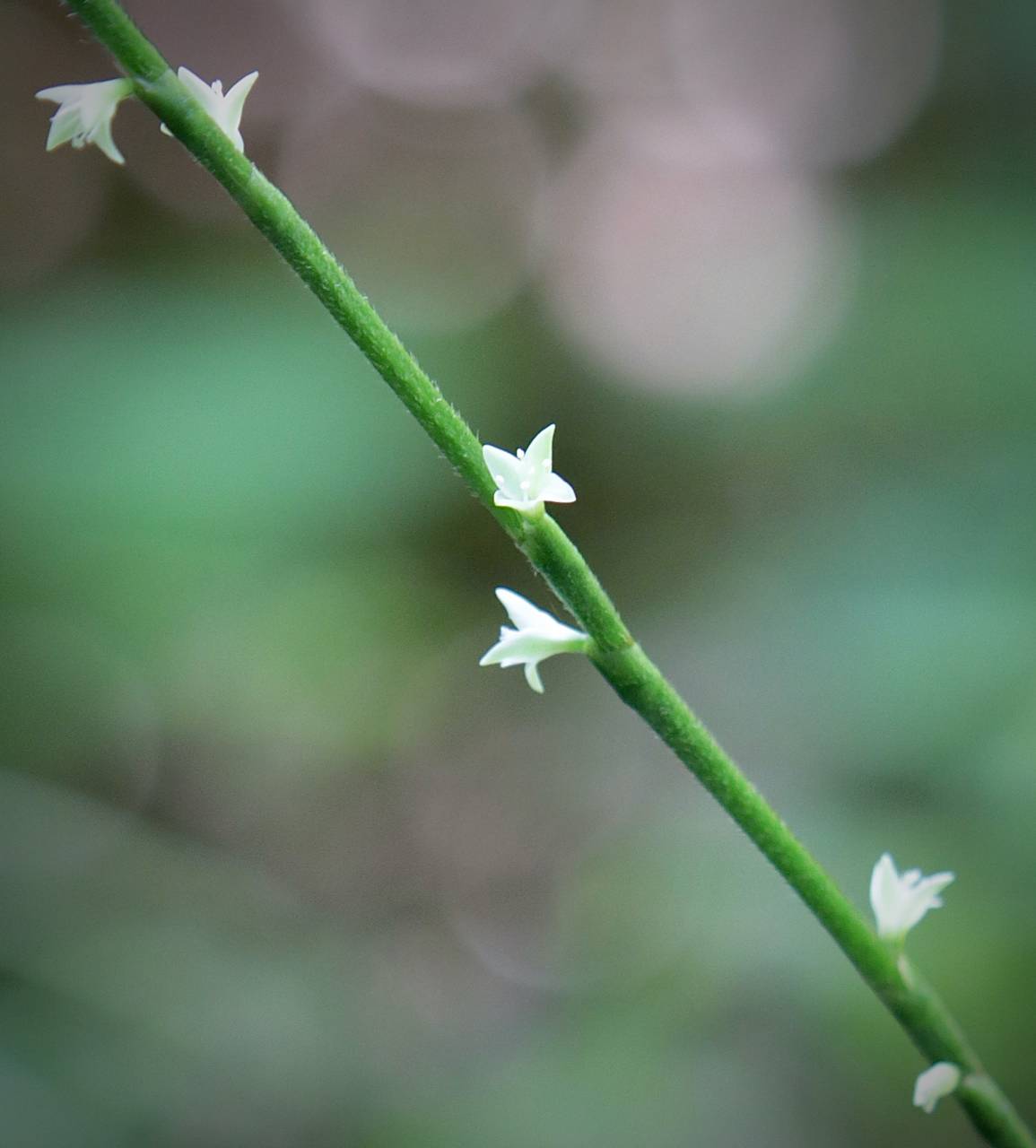 Photo of Virginia Knotweed