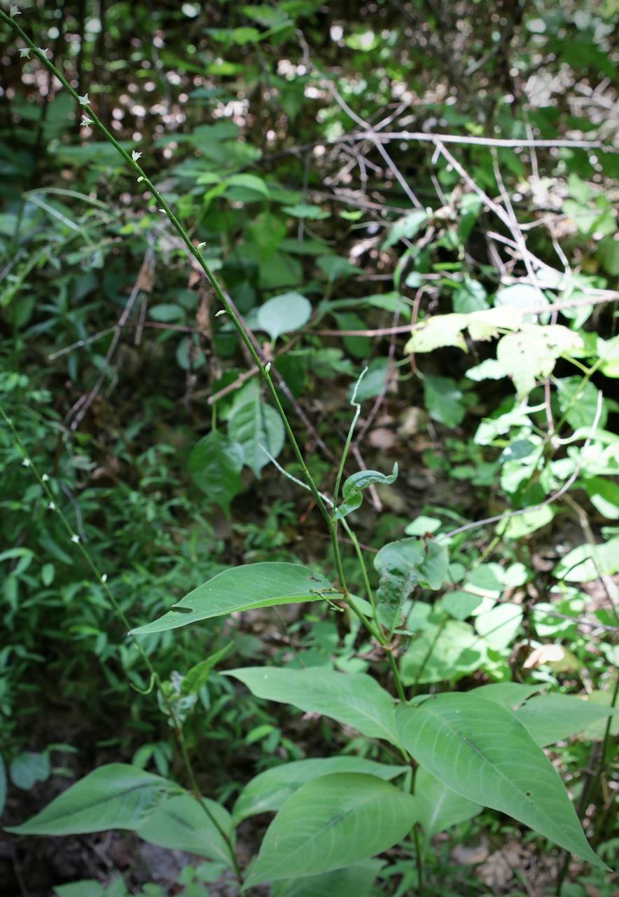 Photo of Virginia Knotweed
