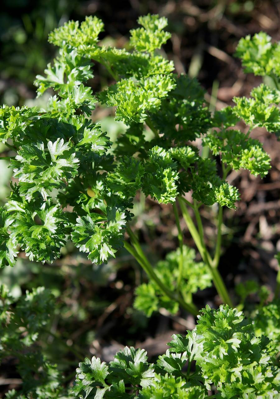 Photo of Parsley