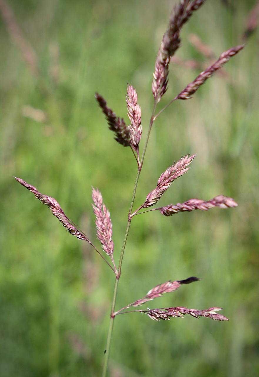 Photo of Reed Canary Grass