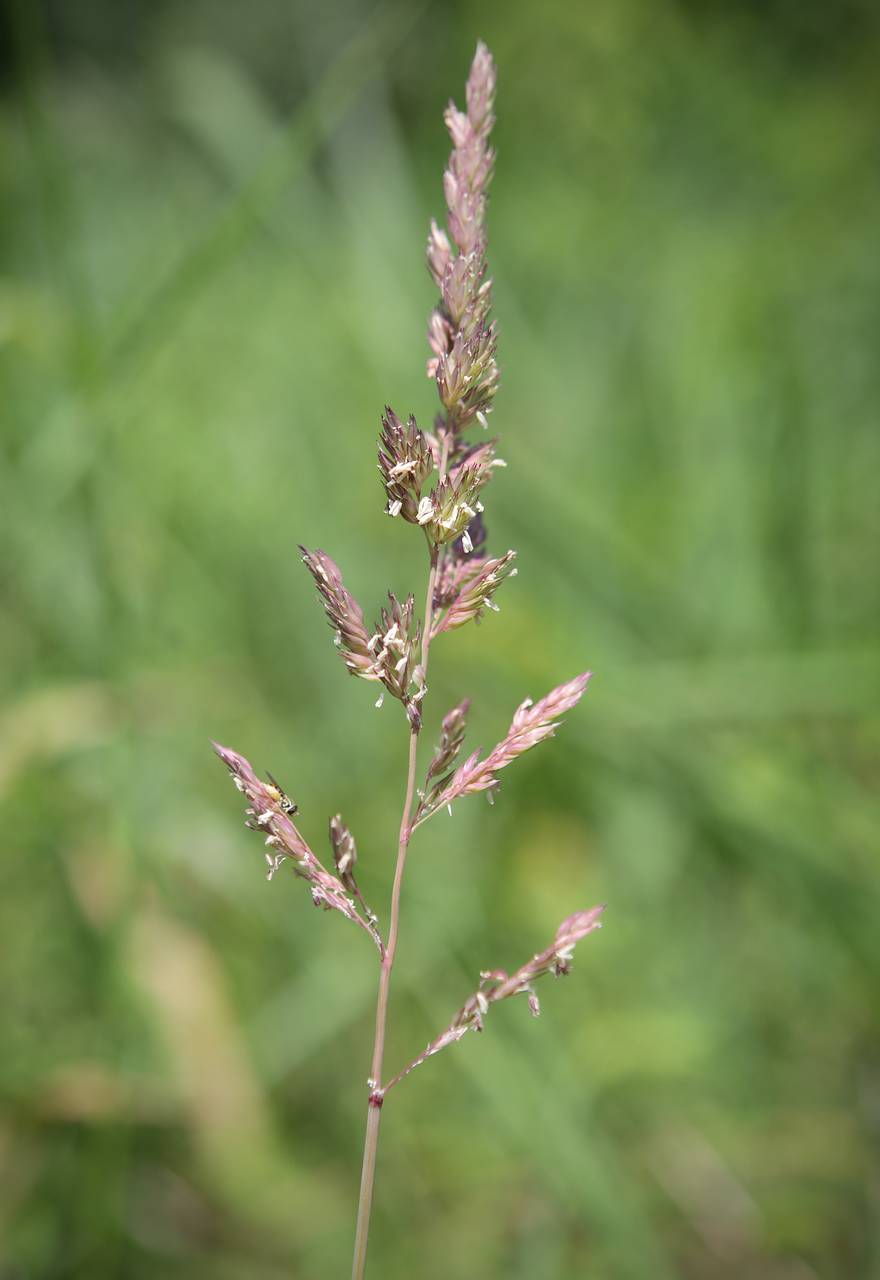 Photo of Reed Canary Grass