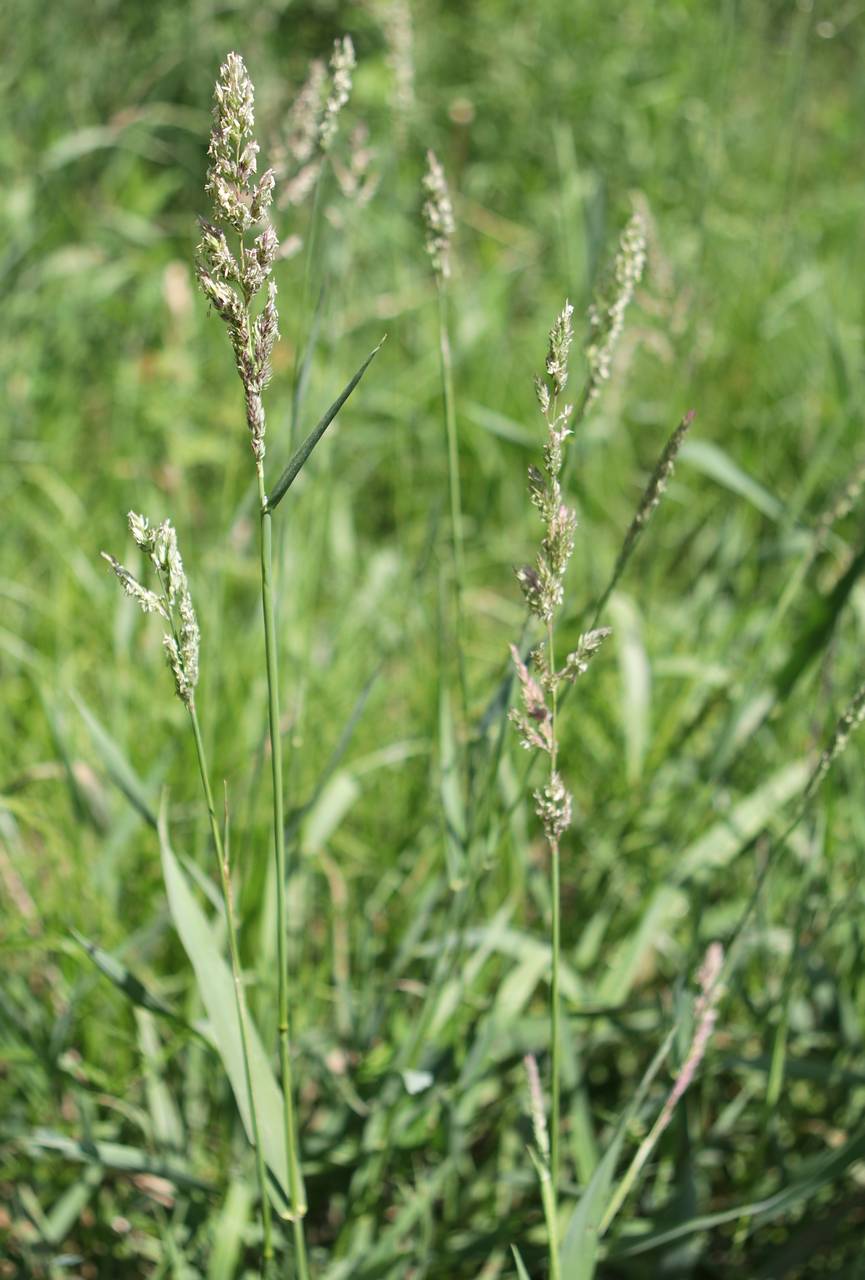 Photo of Reed Canary Grass