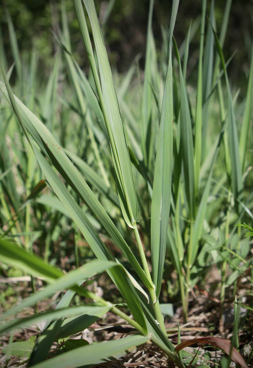 Photo of Reed Canary Grass