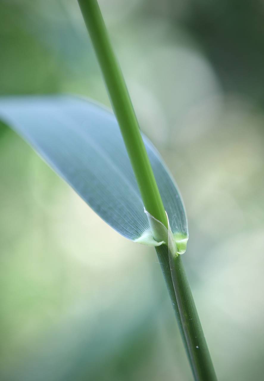 Photo of Reed Canary Grass