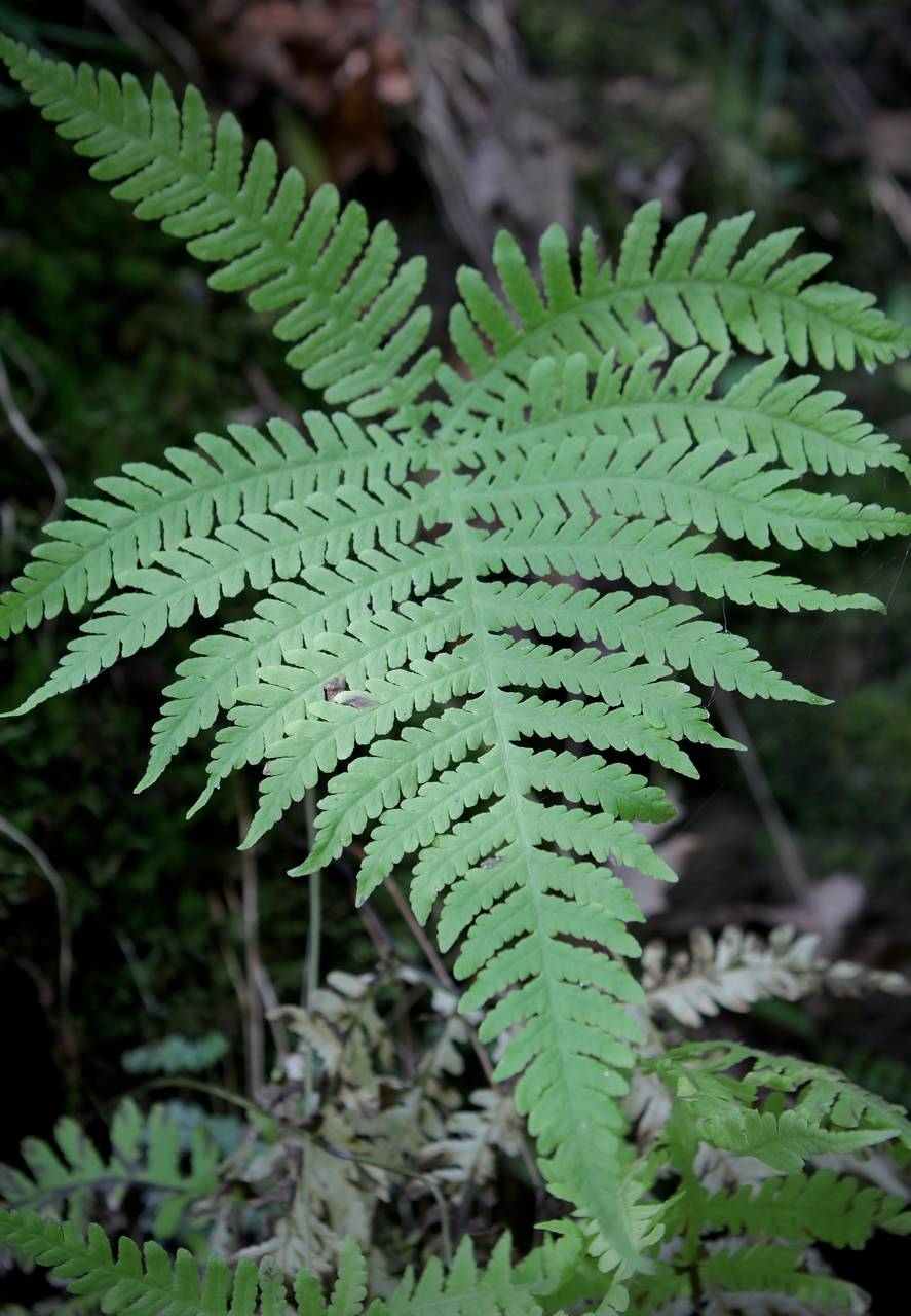 Photo of Broad Beech Fern